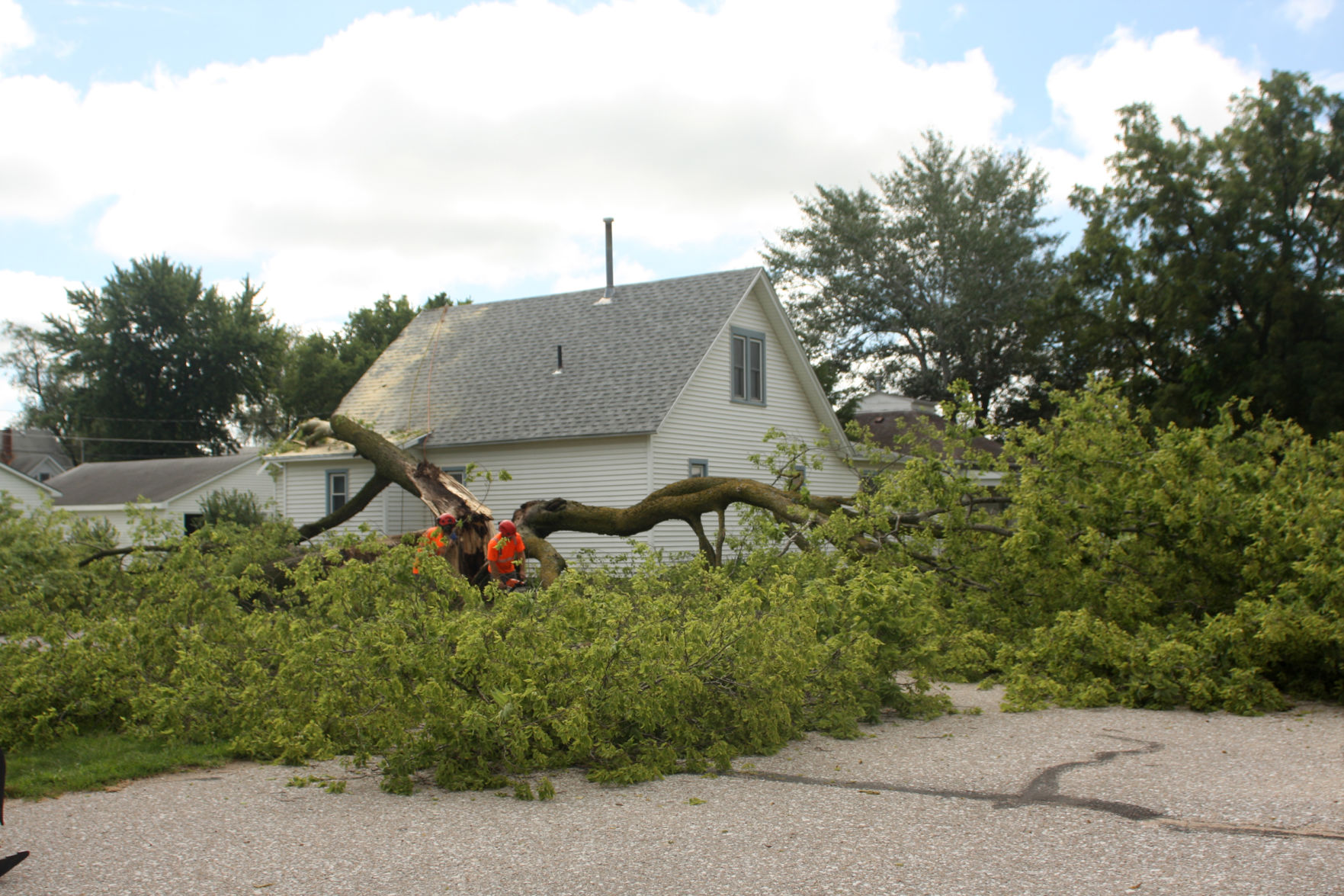 Tree down